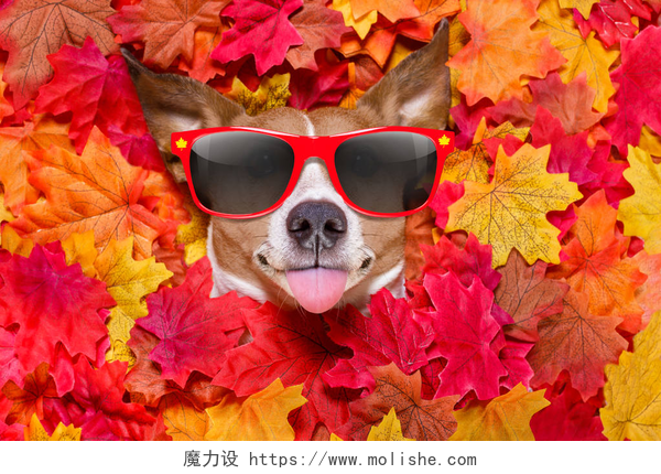 躺在秋天落叶堆里的墨镜狗人工增雨秋天叶子狗 